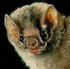Ugly Bat Face