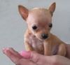 a Teacup chihwahwa for you
