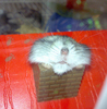 Kiss Me - Hamster