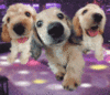 Discodogs