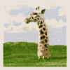 silly giraffe