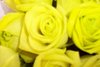 yellow flowers 