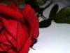 a red rose 