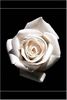 White Rose