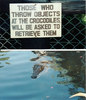 don't feed the crocodiles