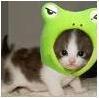 cute cat frog =O