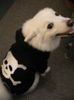 Dog Skull Sweater