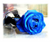 Blue Rose