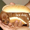 Hot Dog*