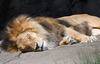 hangover lion