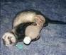 Bottle Rocket Ferret!