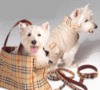 Burberry Kit for your Doggy