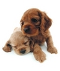 Puppies in Pair