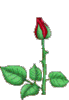 A Rose just for You