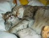 kitty cuddles 