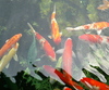 A Pond of Koi to Play/Eat