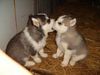 Puppy Kisses