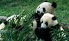 Panda Pals For Life