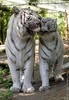 Tigers love