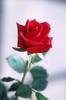 a single red rose