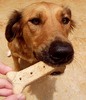 a dog biscuit