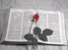 Bible and a Rose