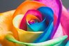 rainbow coloured rose