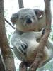 ~a koala kuddle~