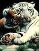 loving tiger snuggles