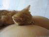 Cat's Sleep On Butt
