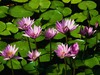 water lilies