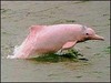 Canned Pink Dolphin
