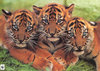 3 tiger cubs