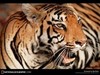A beautiful tiger