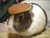 a bunny with a pancake for a hat