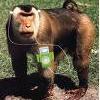 Monkey Ipod