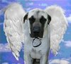 angel doggy