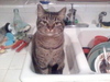 Smug Cat in a sink