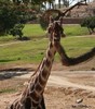 A Giraffe 