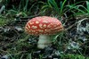 Poisonous Mushroom