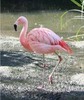 Pink Flamingo 