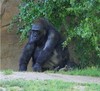 A Gorilla 