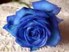 a Blue Rose