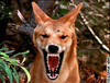 The Dingo that ate your Baby