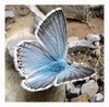 blue butterfly