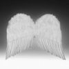 wings