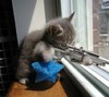 sniper cat