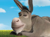 donkey bckgrd