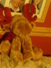 moose
