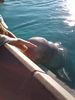pet a beluga whale